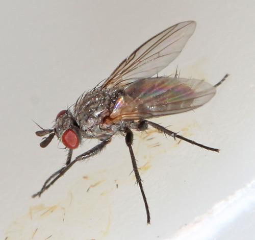 Réf. 180 755 : Phytomyptera sp.